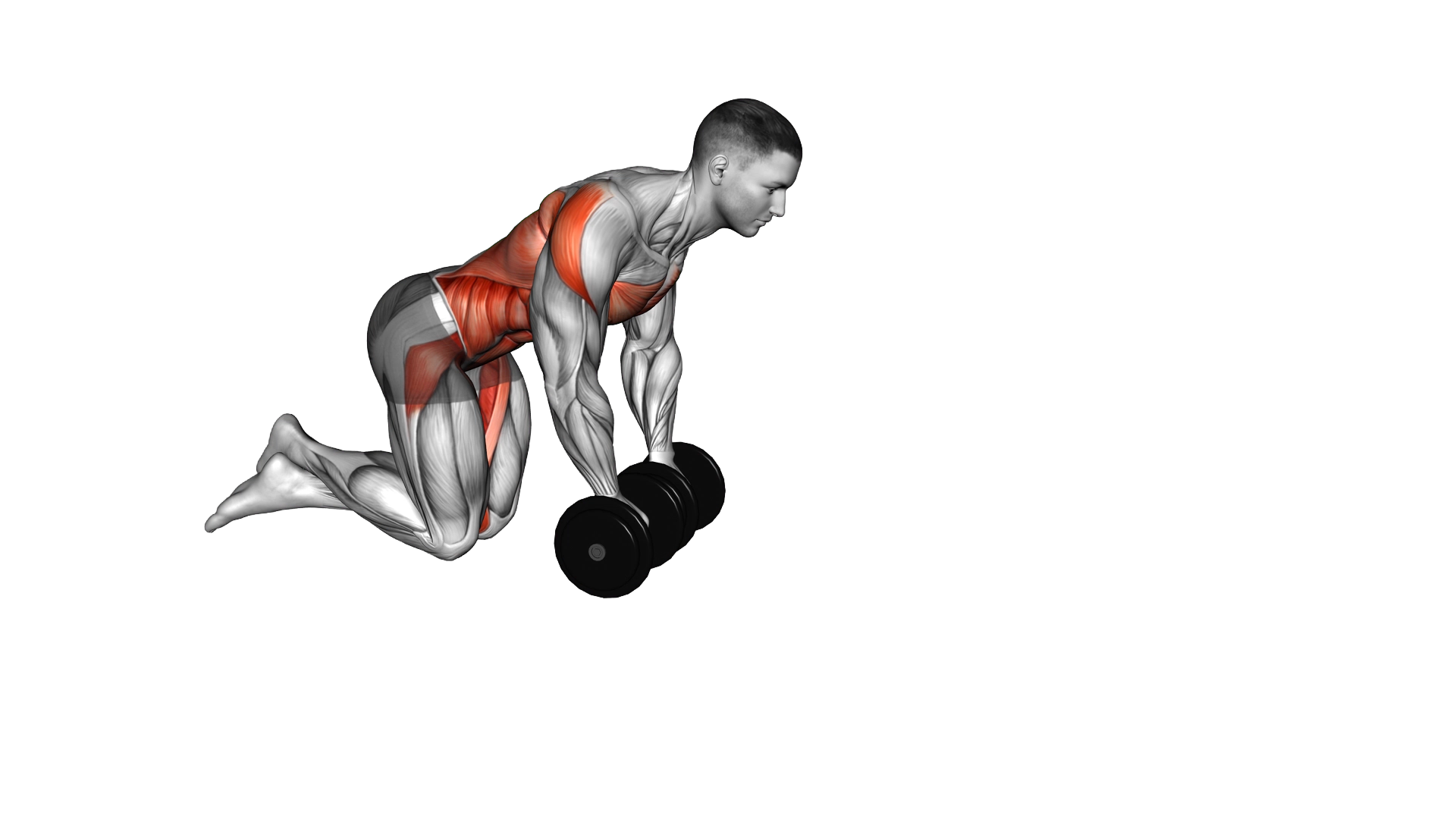 Dumbbell Rollout exercise demonstration