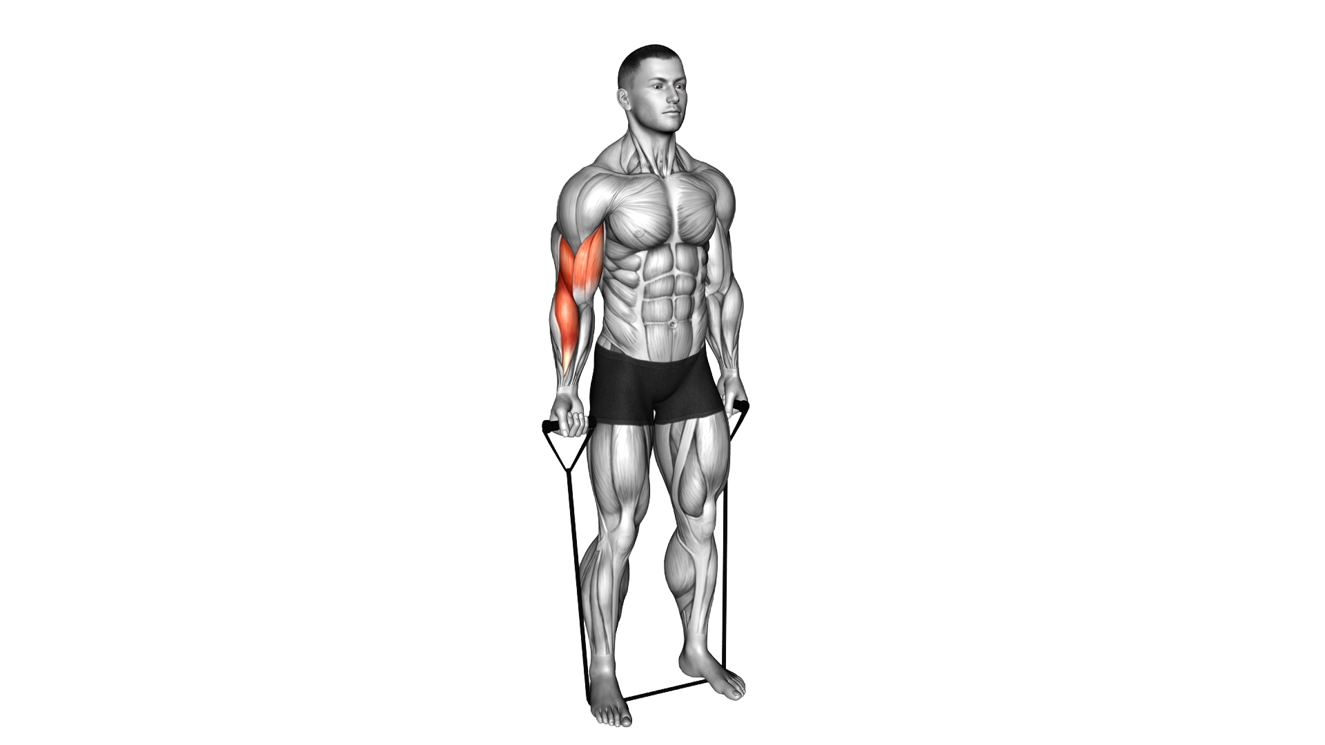 Band Standing Single Arm Biceps Curl exercise demonstration