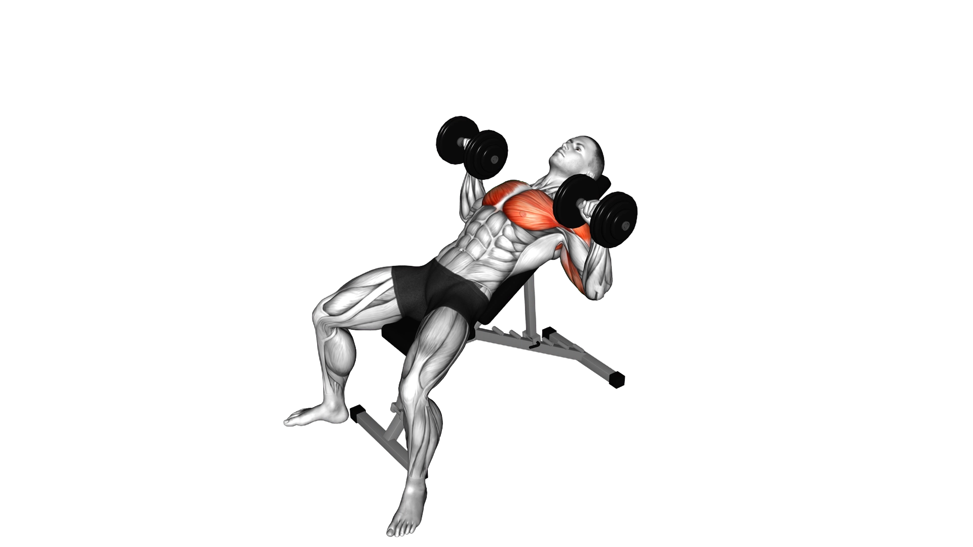 Dumbbell Incline Twist Press exercise demonstration