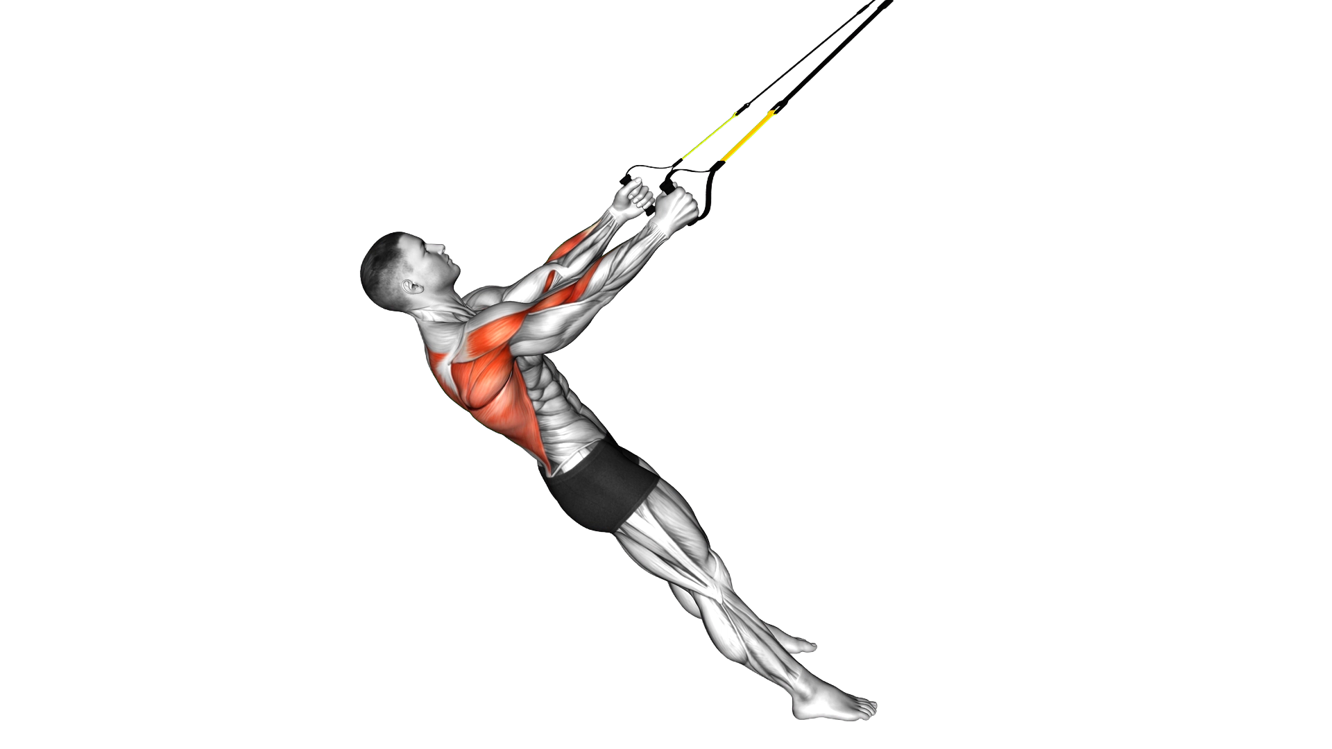 Suspender Row exercise demonstration