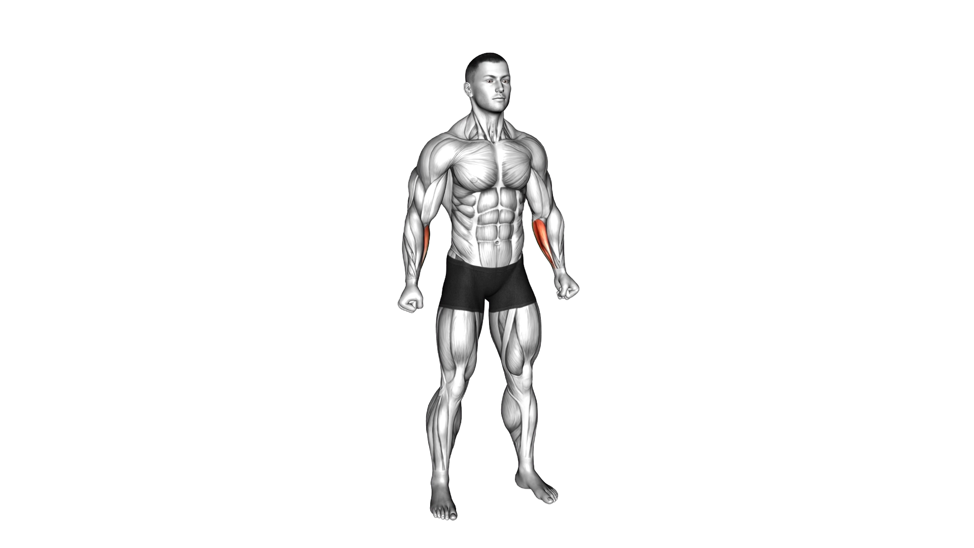 Inner Wrist Curl exercise demonstration