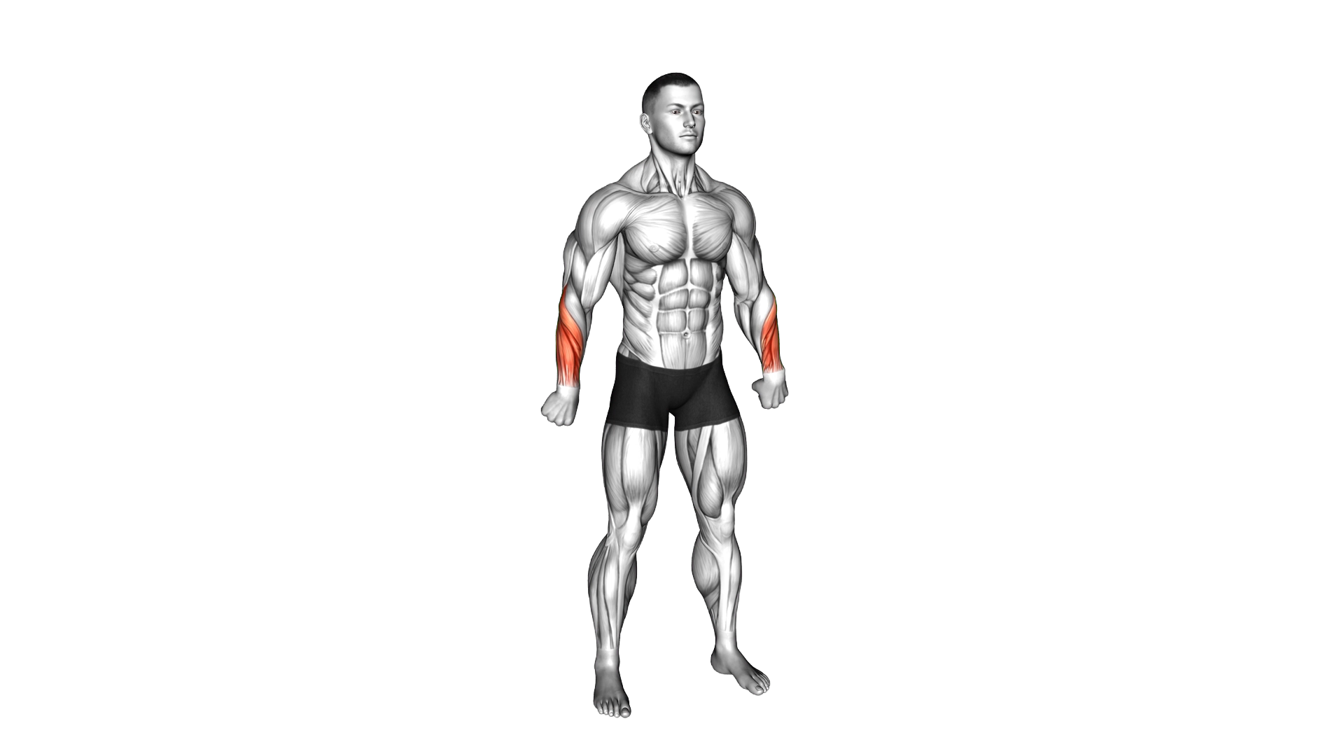 Reverse Wrist Curl exercise demonstration