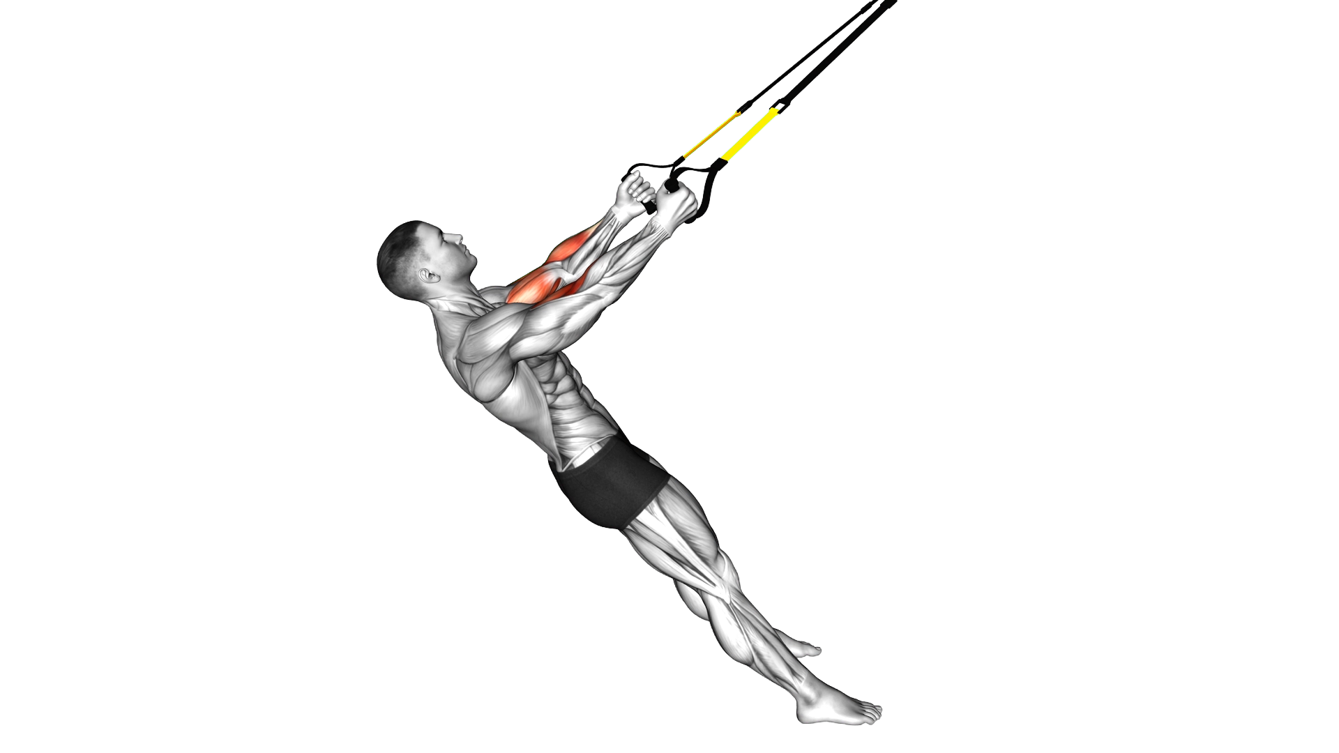 Suspender Biceps Curl exercise demonstration