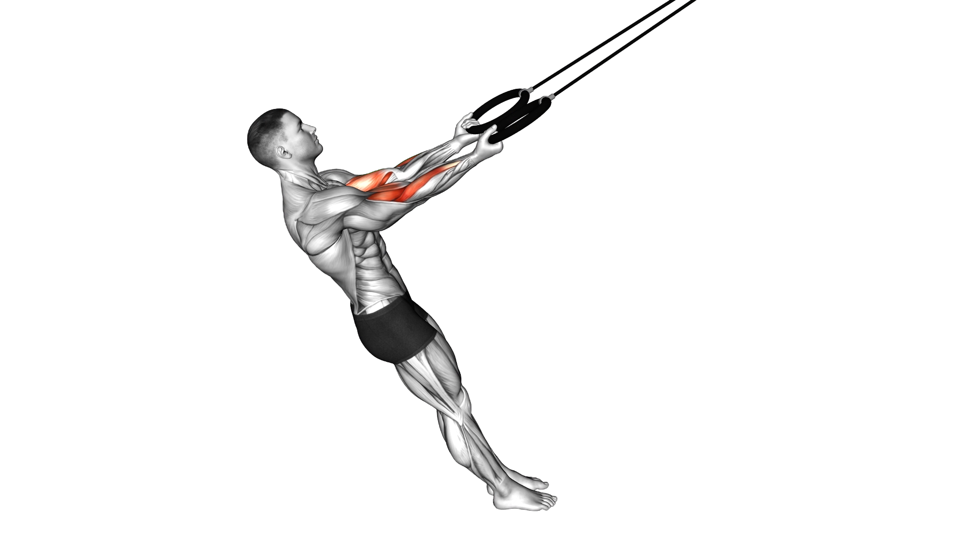 Ring Arm Curl exercise thumbnail