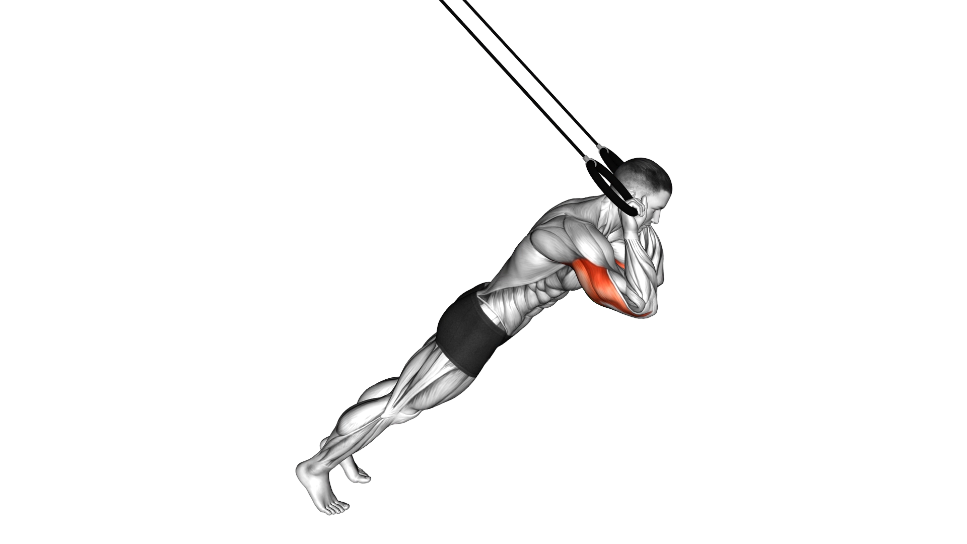 Ring Triceps Extension exercise thumbnail