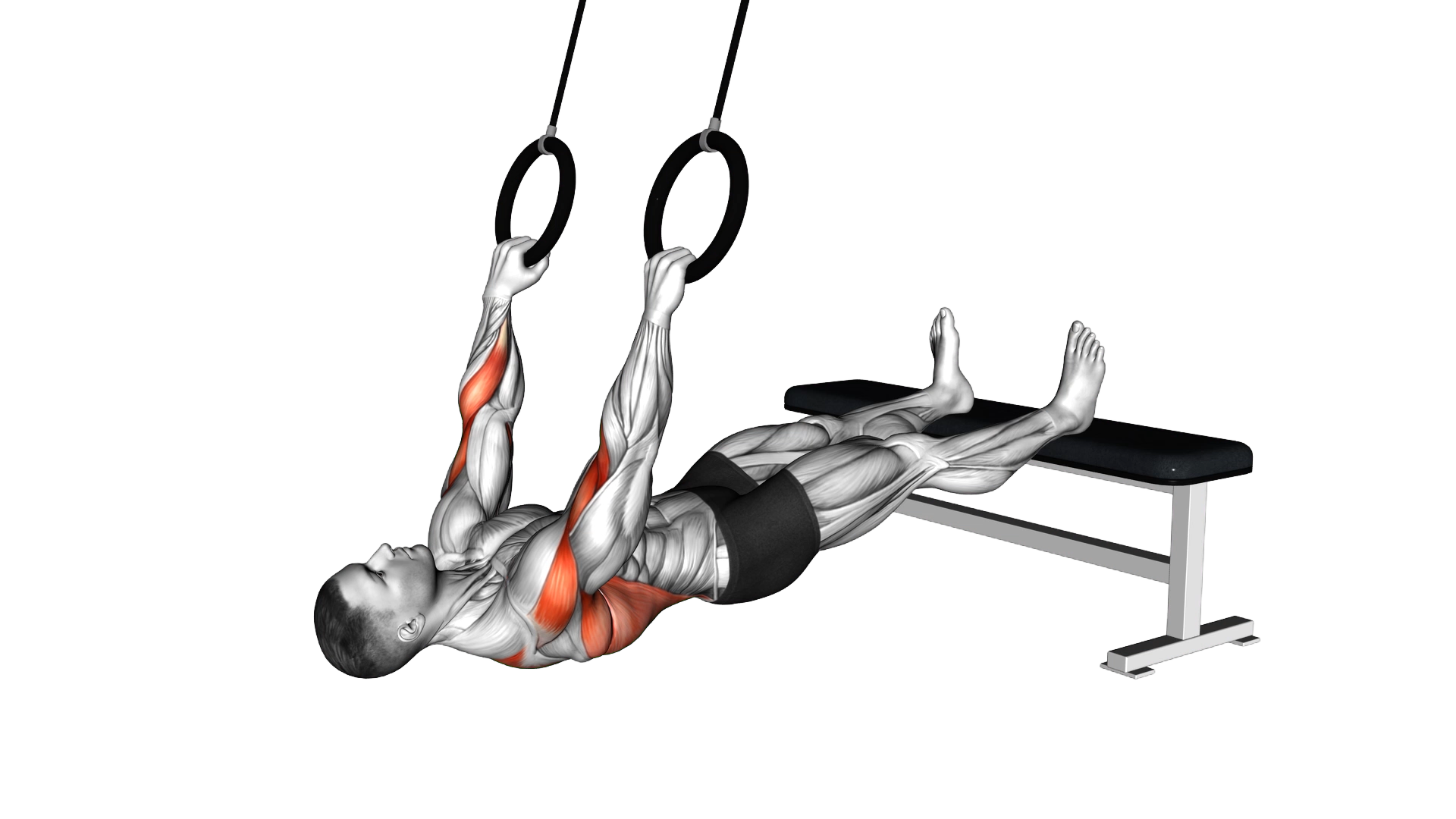Ring Wide Grip Inverted Row exercise thumbnail