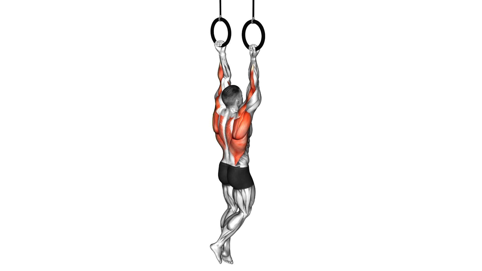Ring Chin up exercise thumbnail