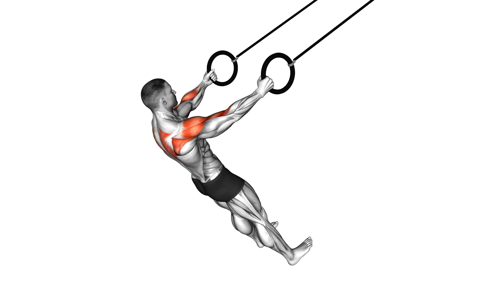 Ring Rear Delt Row exercise demonstration