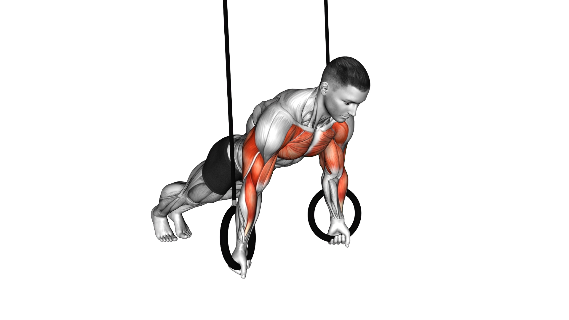 Ring Reverse Push Up exercise demonstration