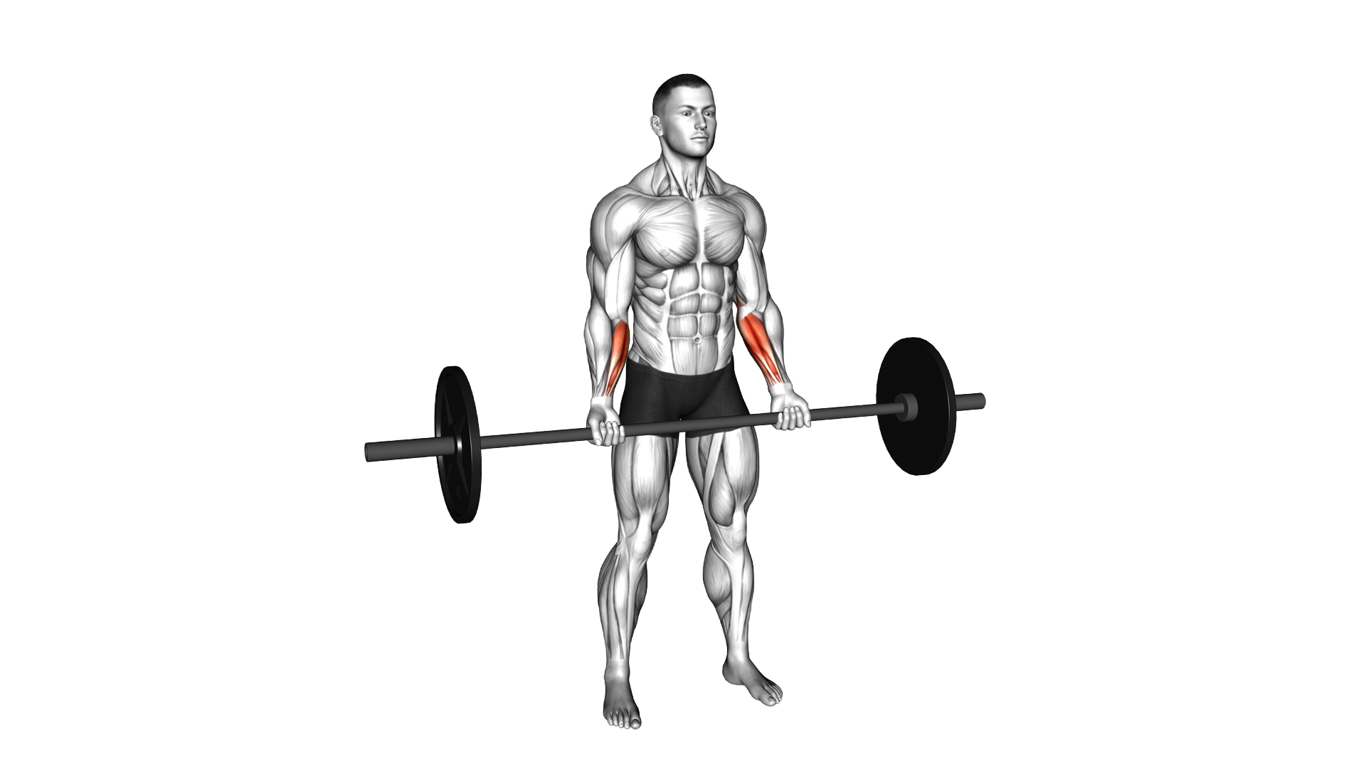 Barbell Standing Wrist Curl exercise demonstration