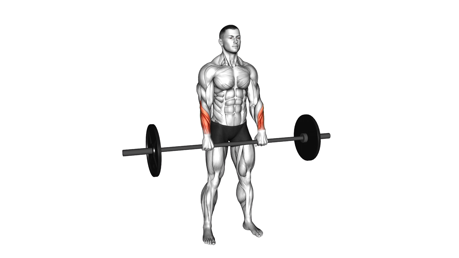 Barbell Standing Wrist Reverse Curl exercise demonstration