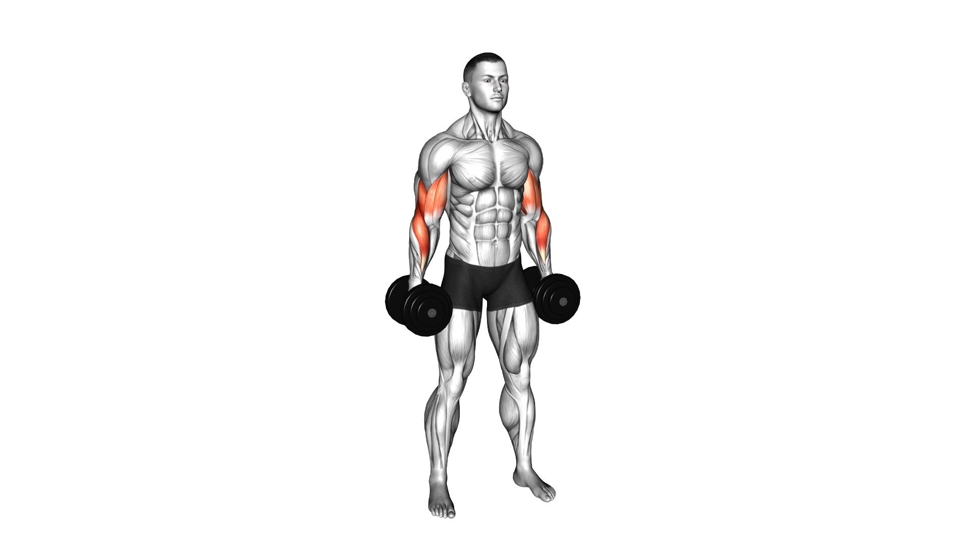 Dumbbell Standing Alternate Reverse Curl exercise demonstration