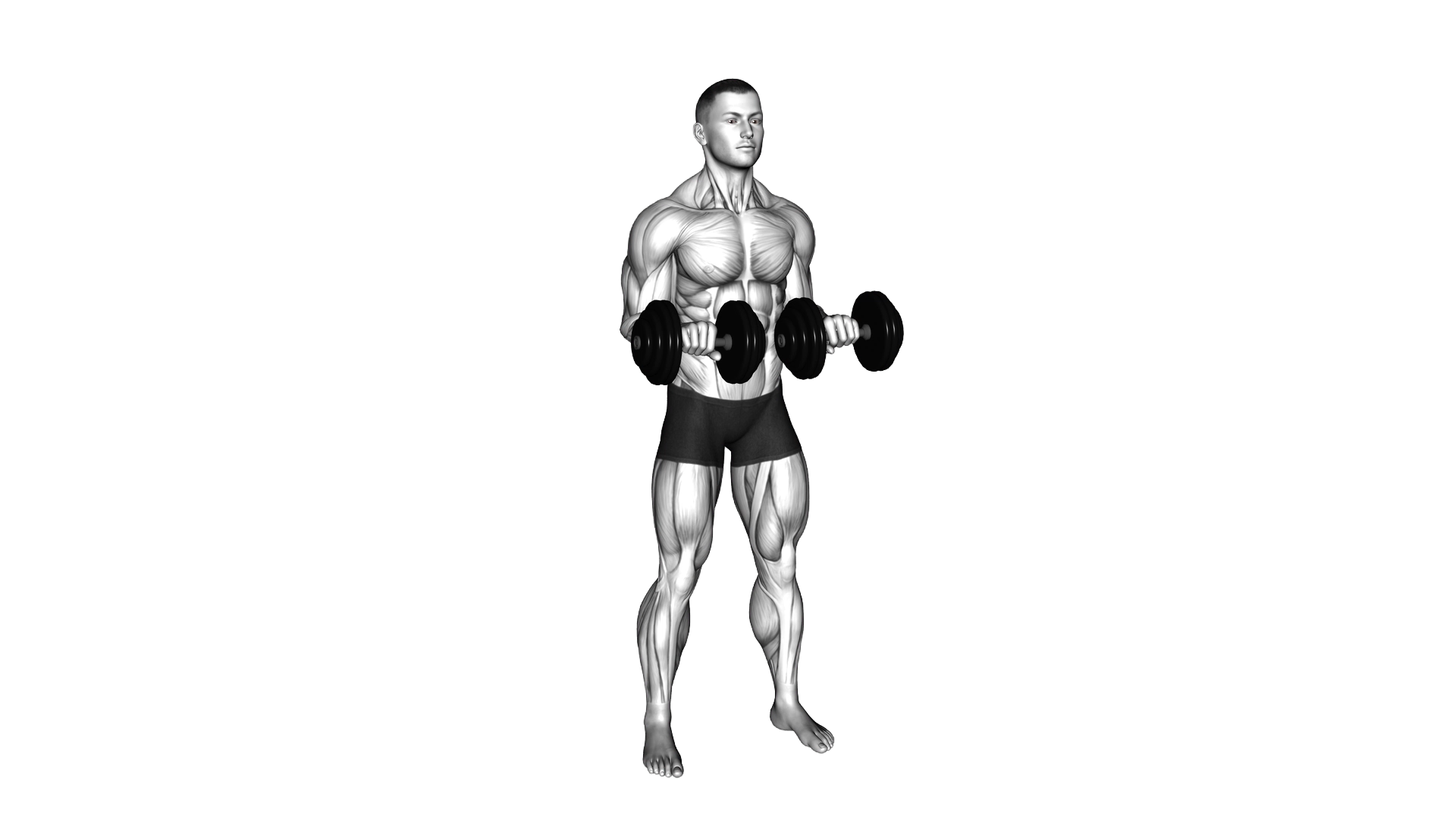 Dumbbell Standing Arms Rotate exercise demonstration