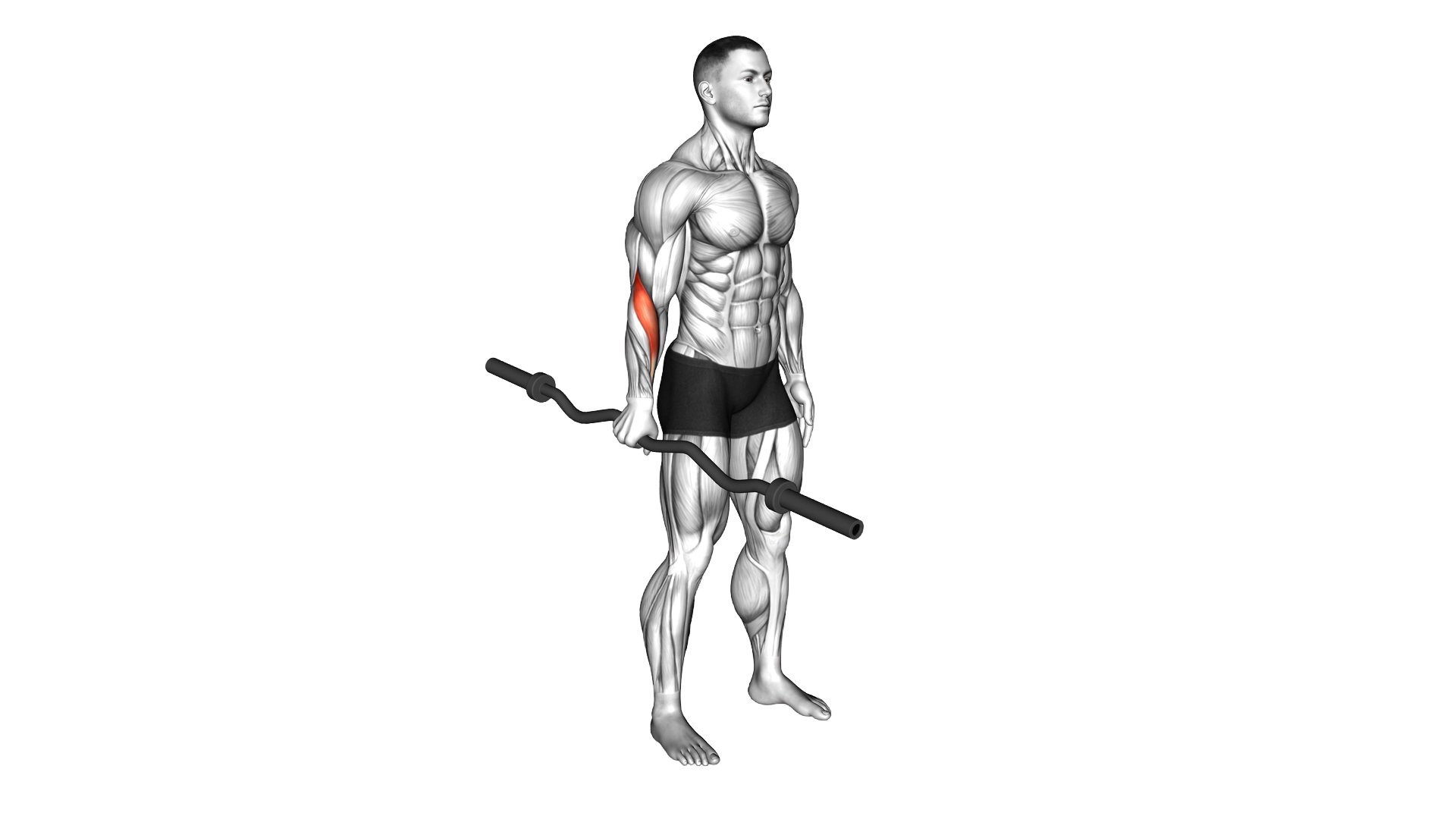EZ Barbell Standing Single Arm Neutral Wrist Curl exercise demonstration