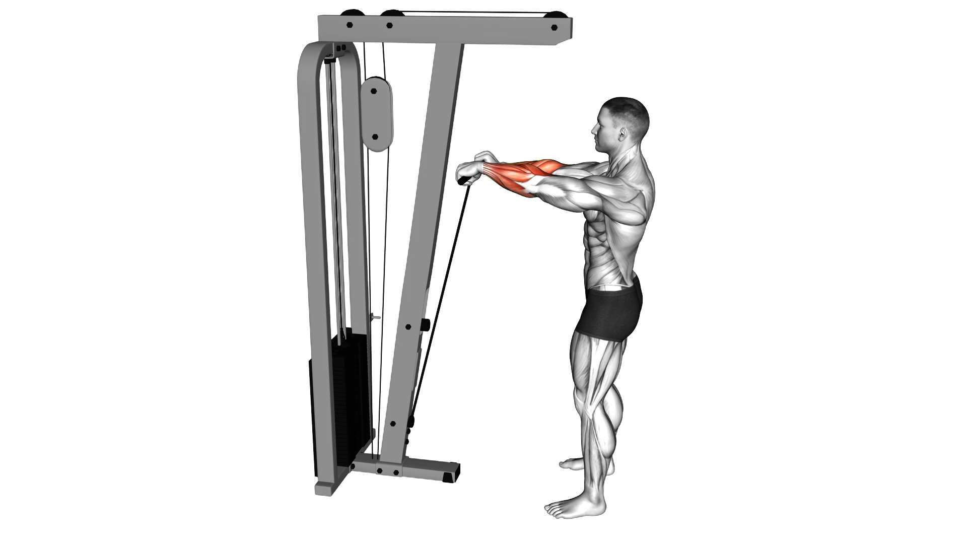 Cable Standing Wrist Roll exercise demonstration