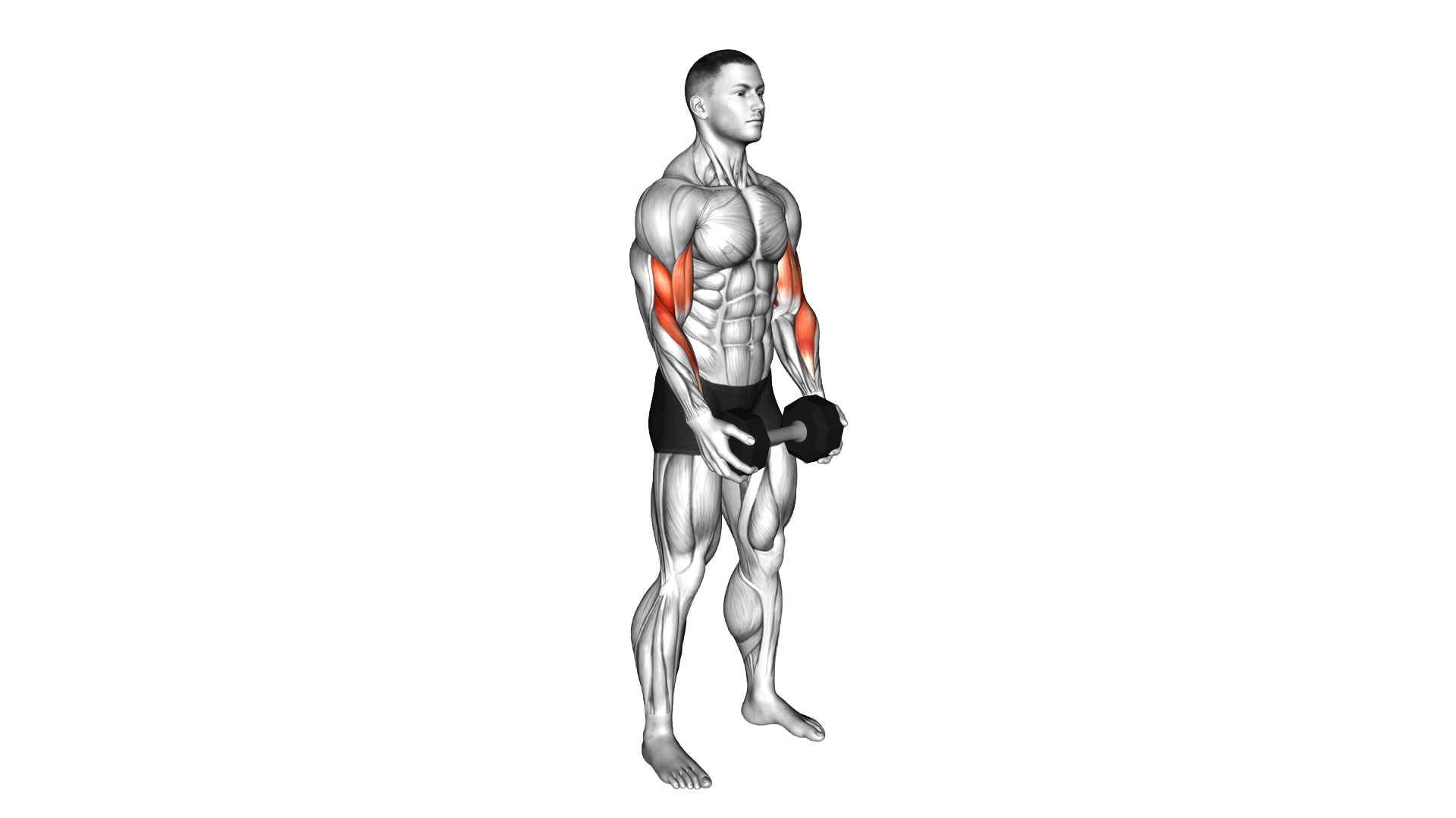 Dumbbell Standing Hammer Curl exercise demonstration