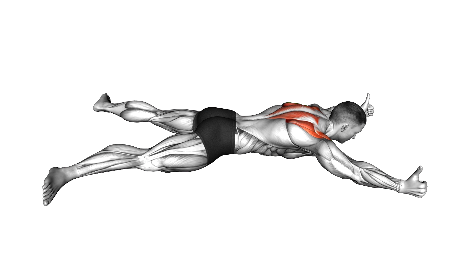 Lying Prone Y Raise exercise demonstration
