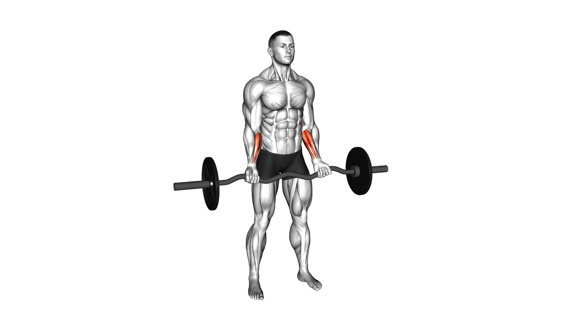 EZ Barbell Standing Wrist Curl exercise demonstration