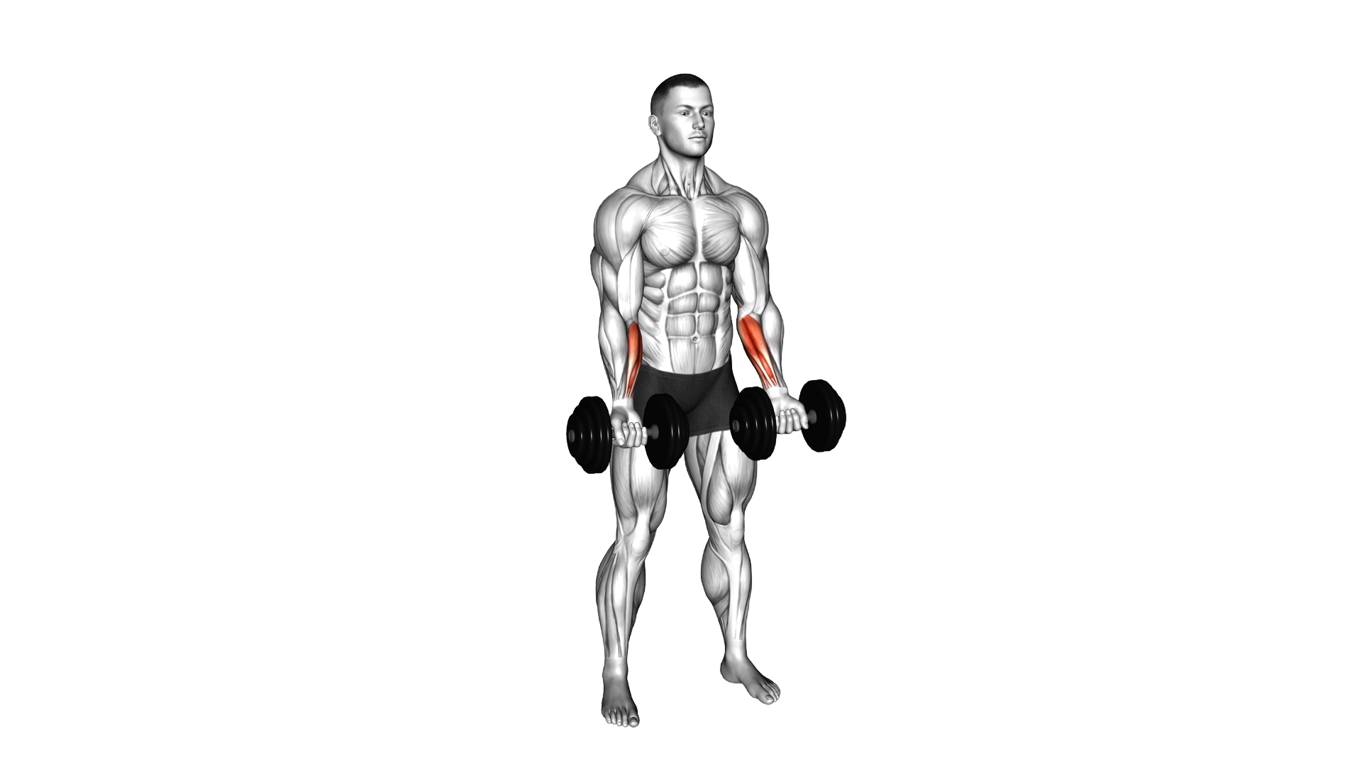 Dumbbell Standing Wrist Curl exercise demonstration