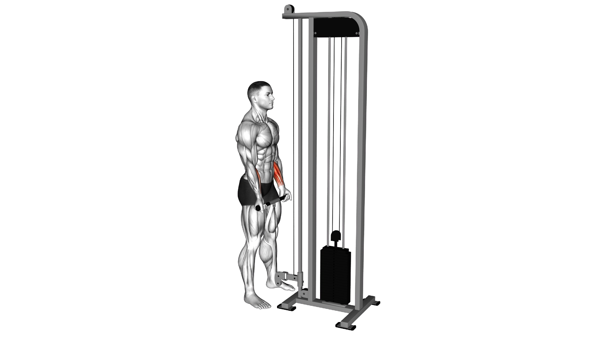 Cable Standing Wrist Curl exercise demonstration