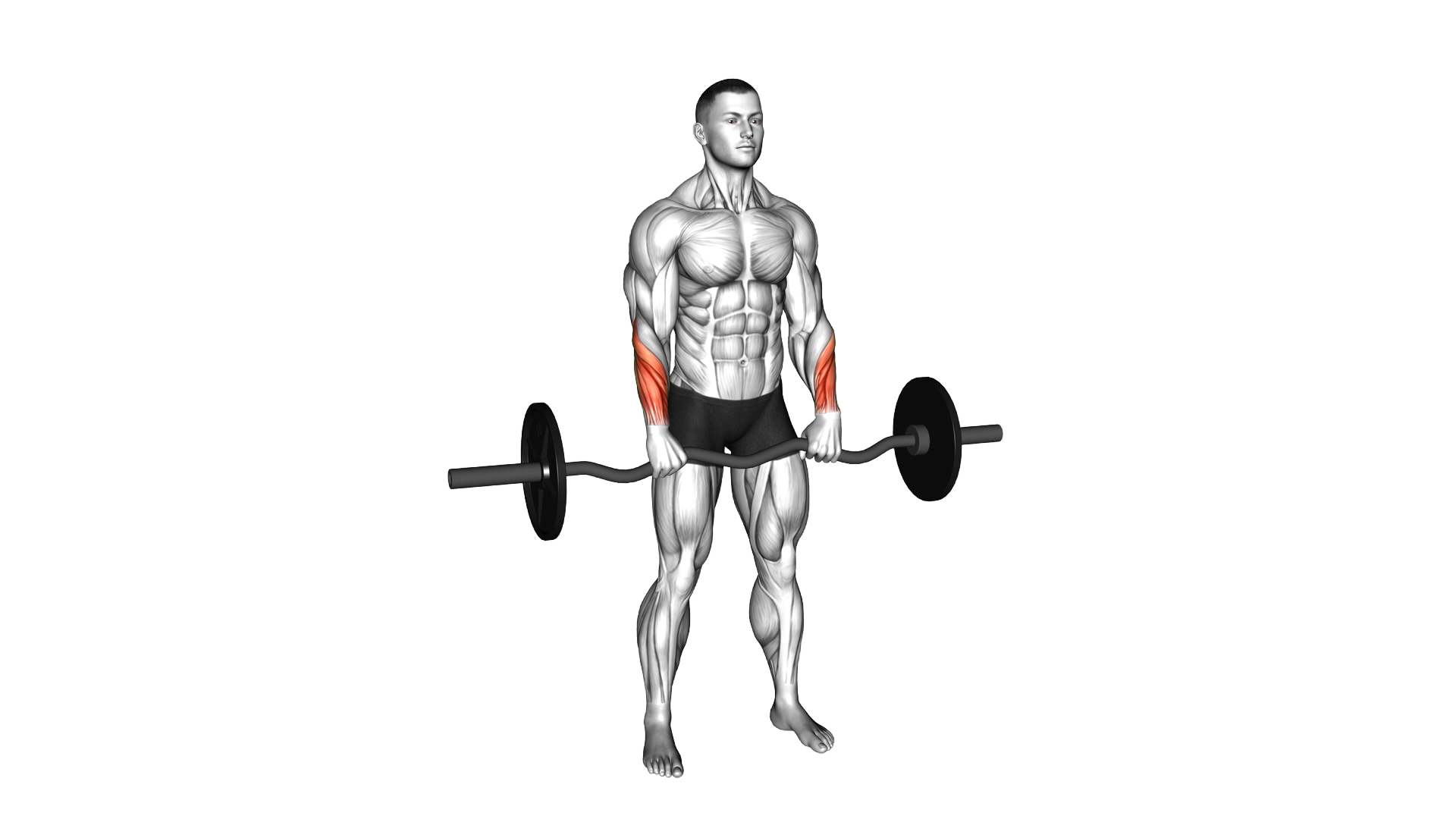 EZ Barbell Standing Wrist Reverse Curl exercise demonstration
