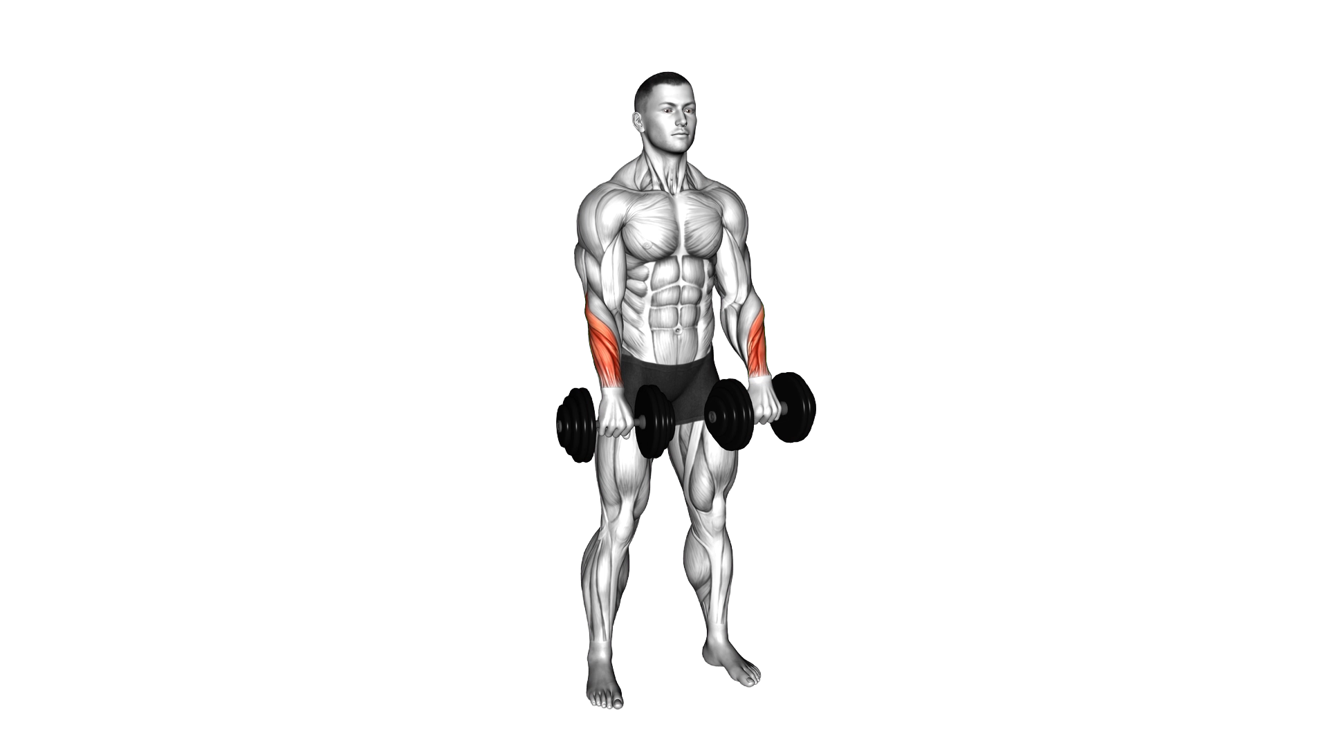 Dumbbell Standing Wrist Reverse Curl exercise demonstration