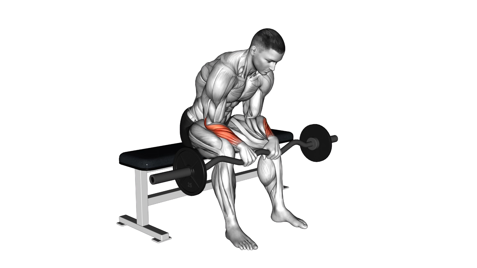 EZ Bar Seated Wrist Reverse Curl exercise demonstration