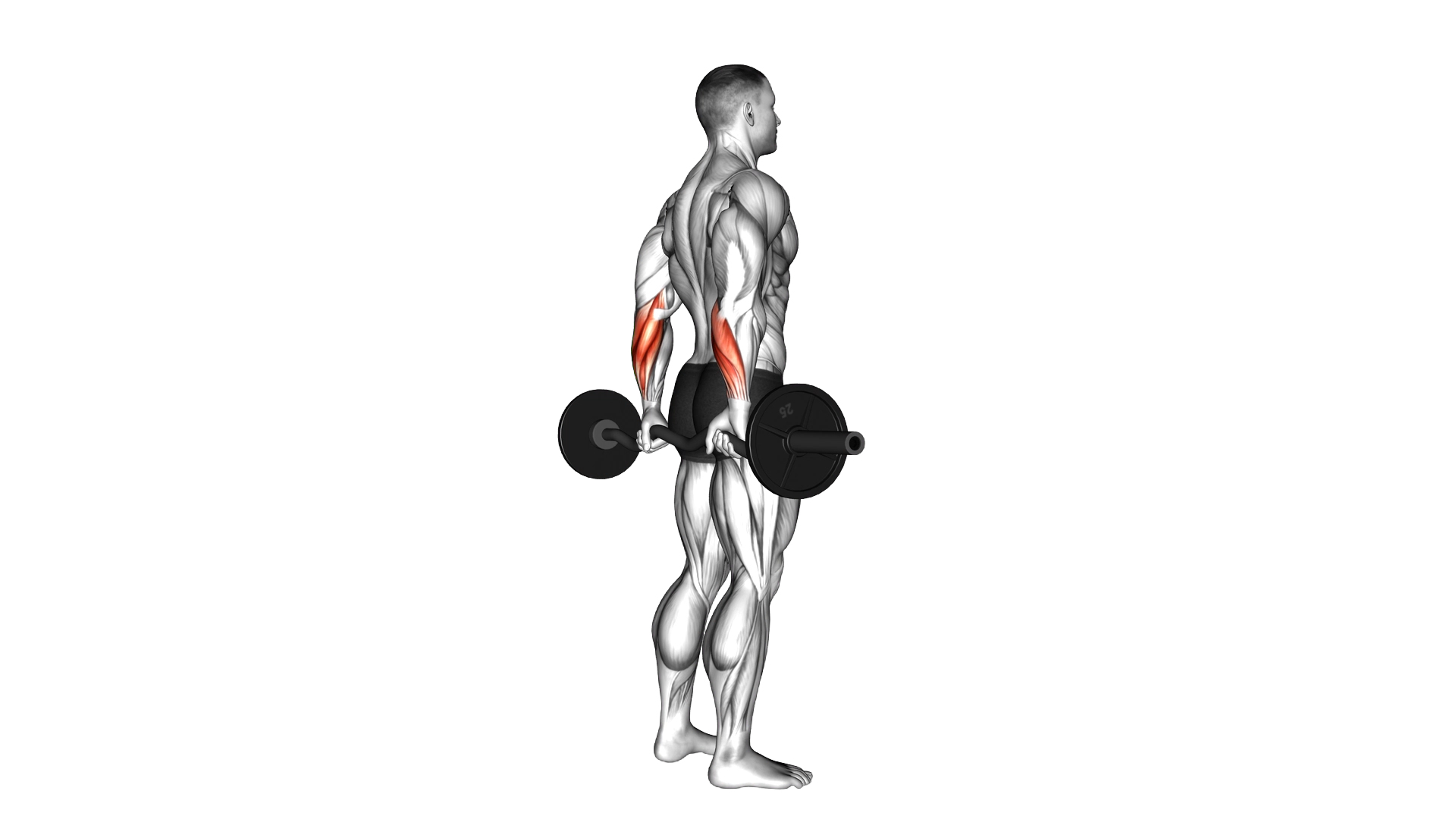 EZ Barbell Standing Back Wrist Curl exercise demonstration