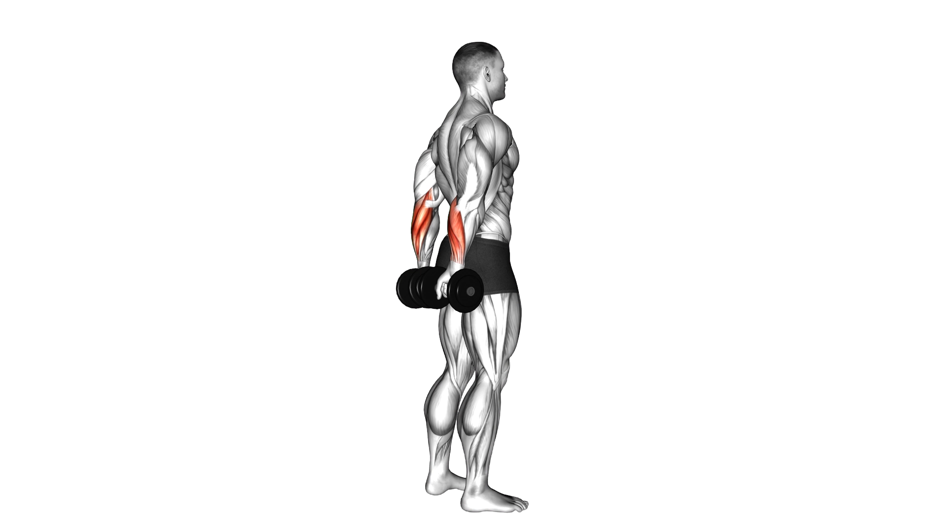 Dumbbell Standing Back Wrist Curl exercise demonstration