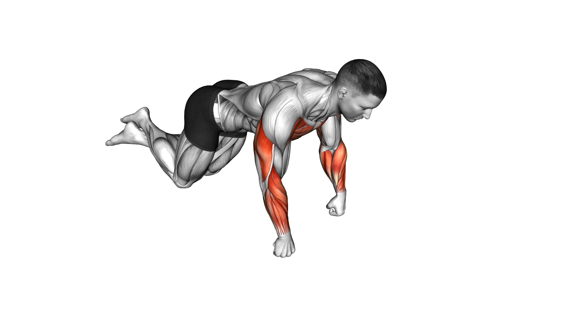 Kneeling Fist Push up exercise demonstration