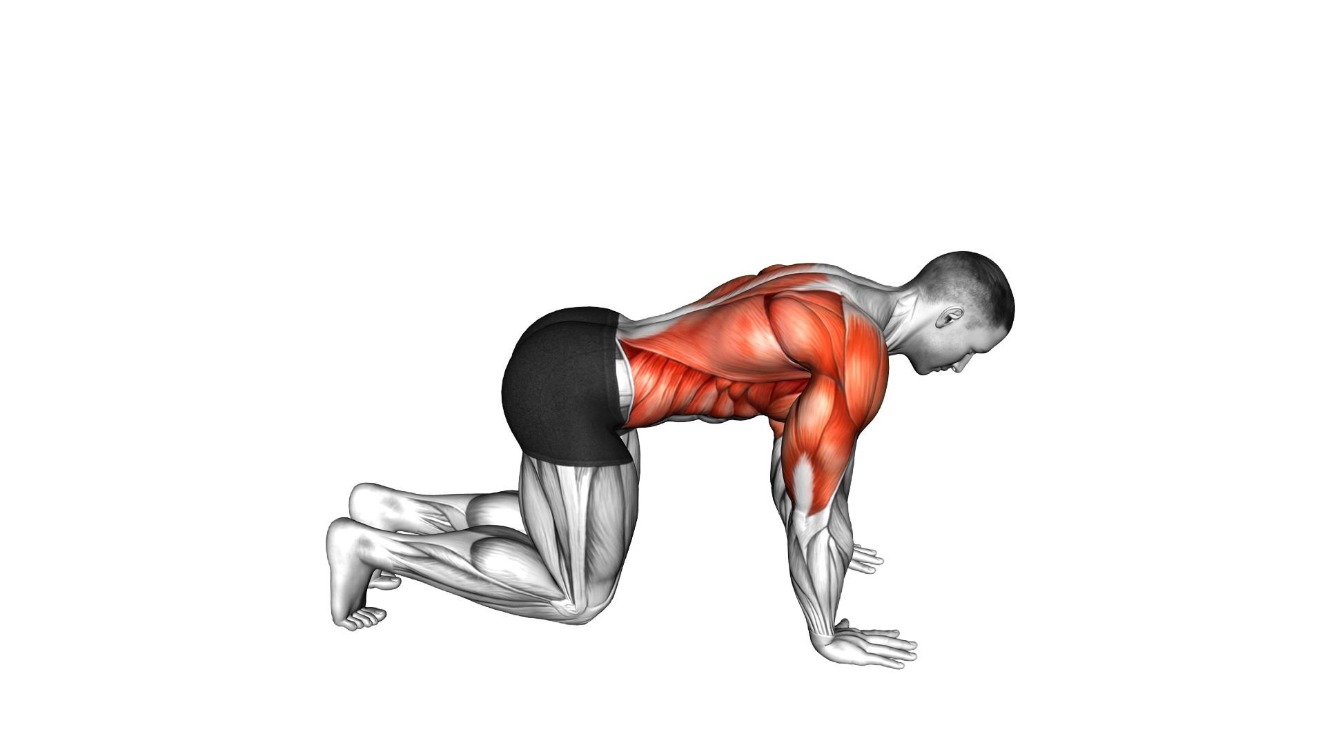 Kneeling Thoracic Rotation exercise demonstration