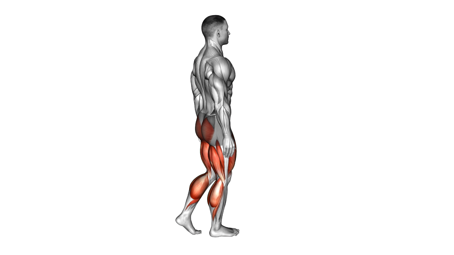 Hip Lunge exercise demonstration