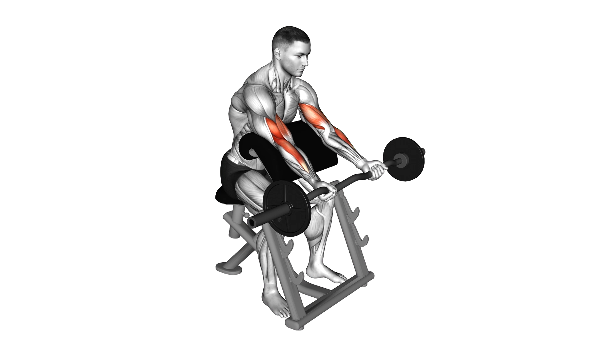 EZ Barbell Preacher Curl exercise demonstration