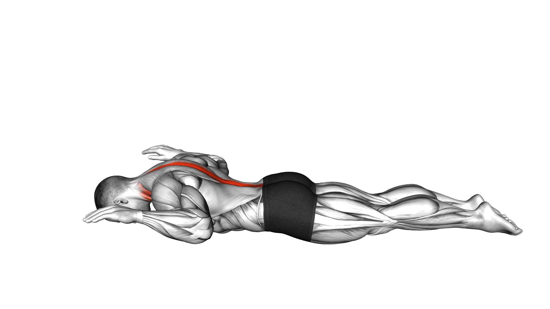 Superman Floor Touch exercise demonstration