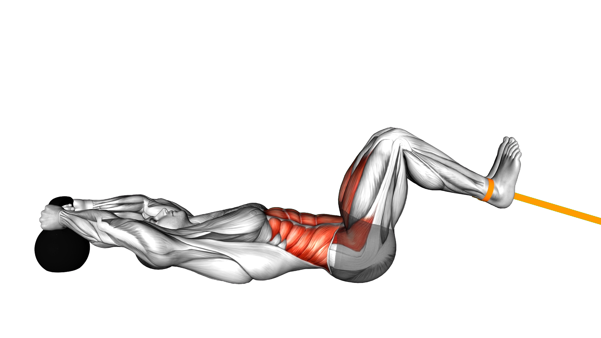 Resistance Band Reverse Crunch exercise demonstration