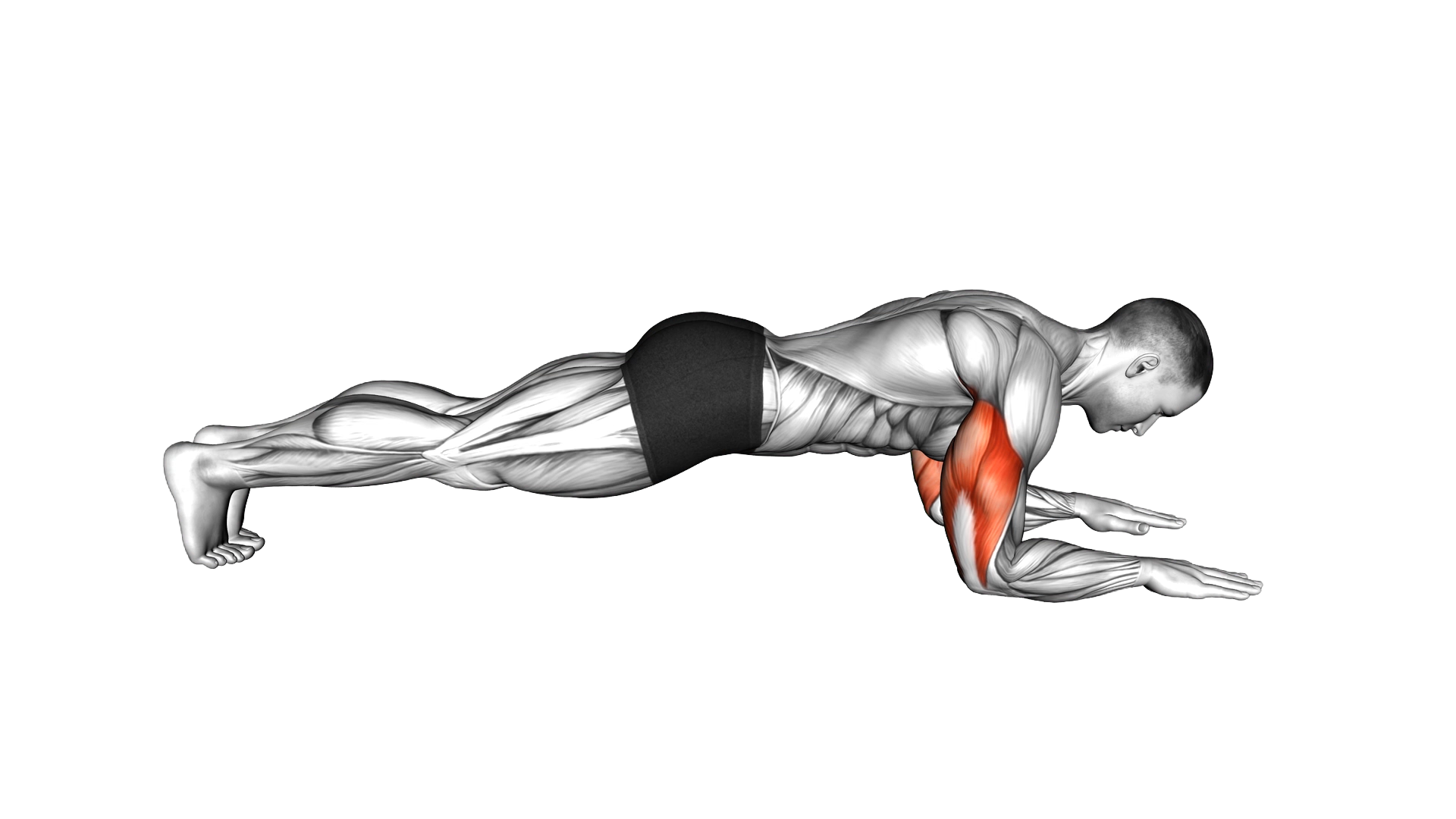 Bodyweight Triceps Extension from Plank Position ( exercise demonstration