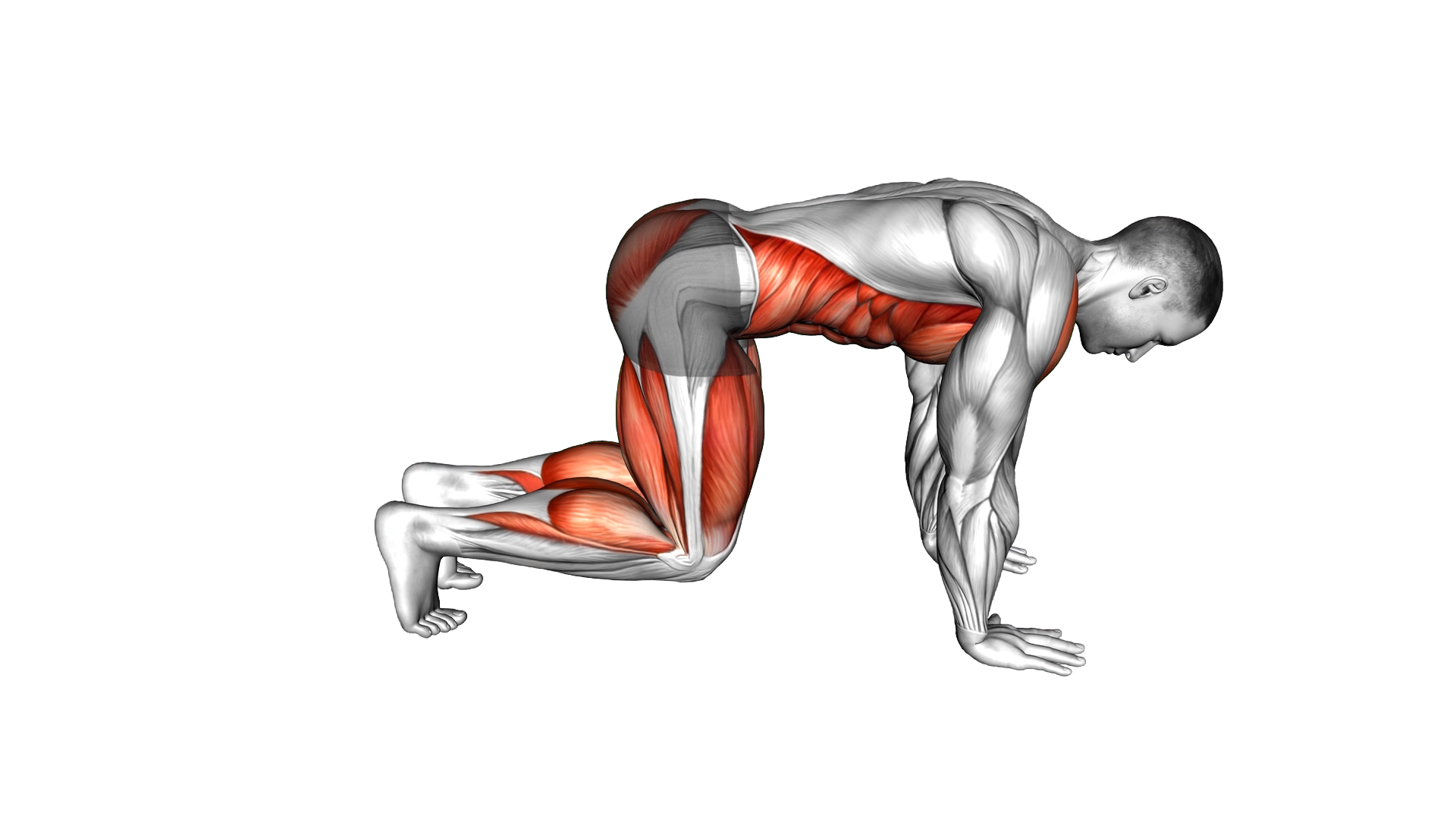 Bear Plank Kickback exercise demonstration