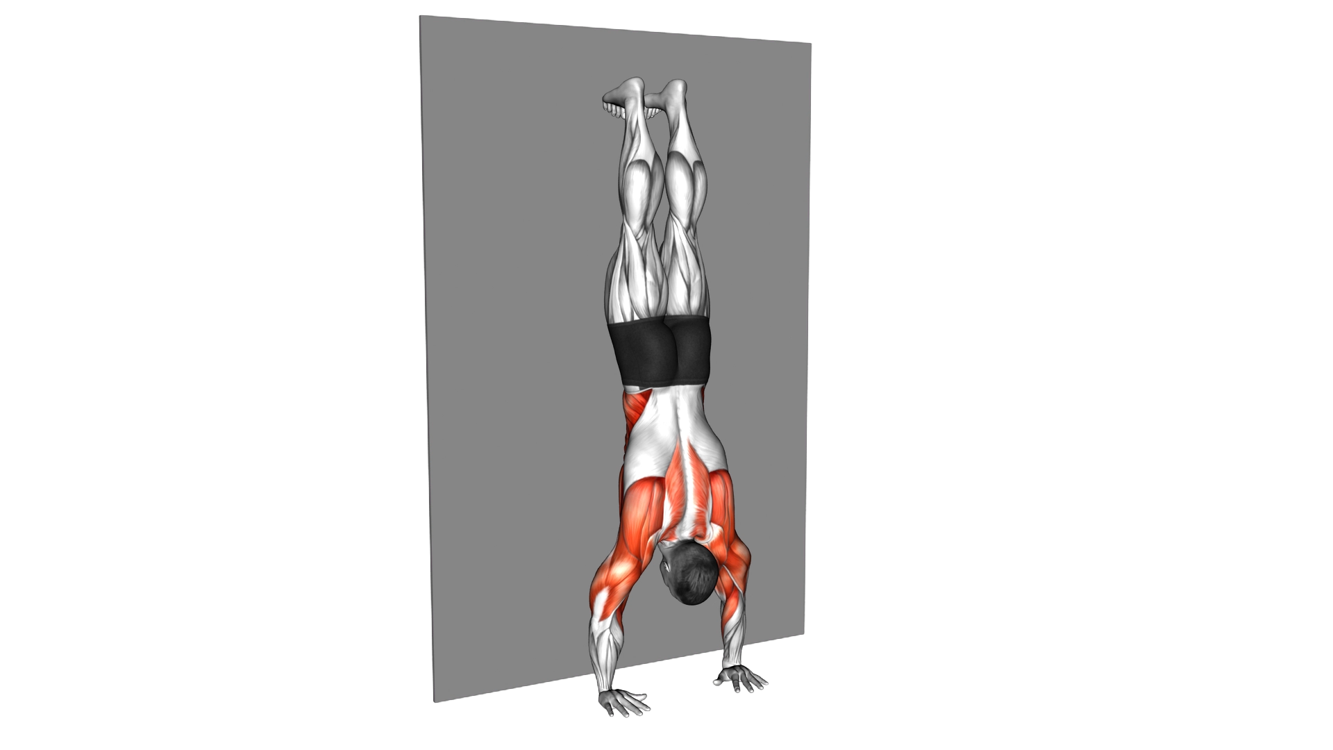 Handstand Shoulder Tap against the Wall exercise demonstration