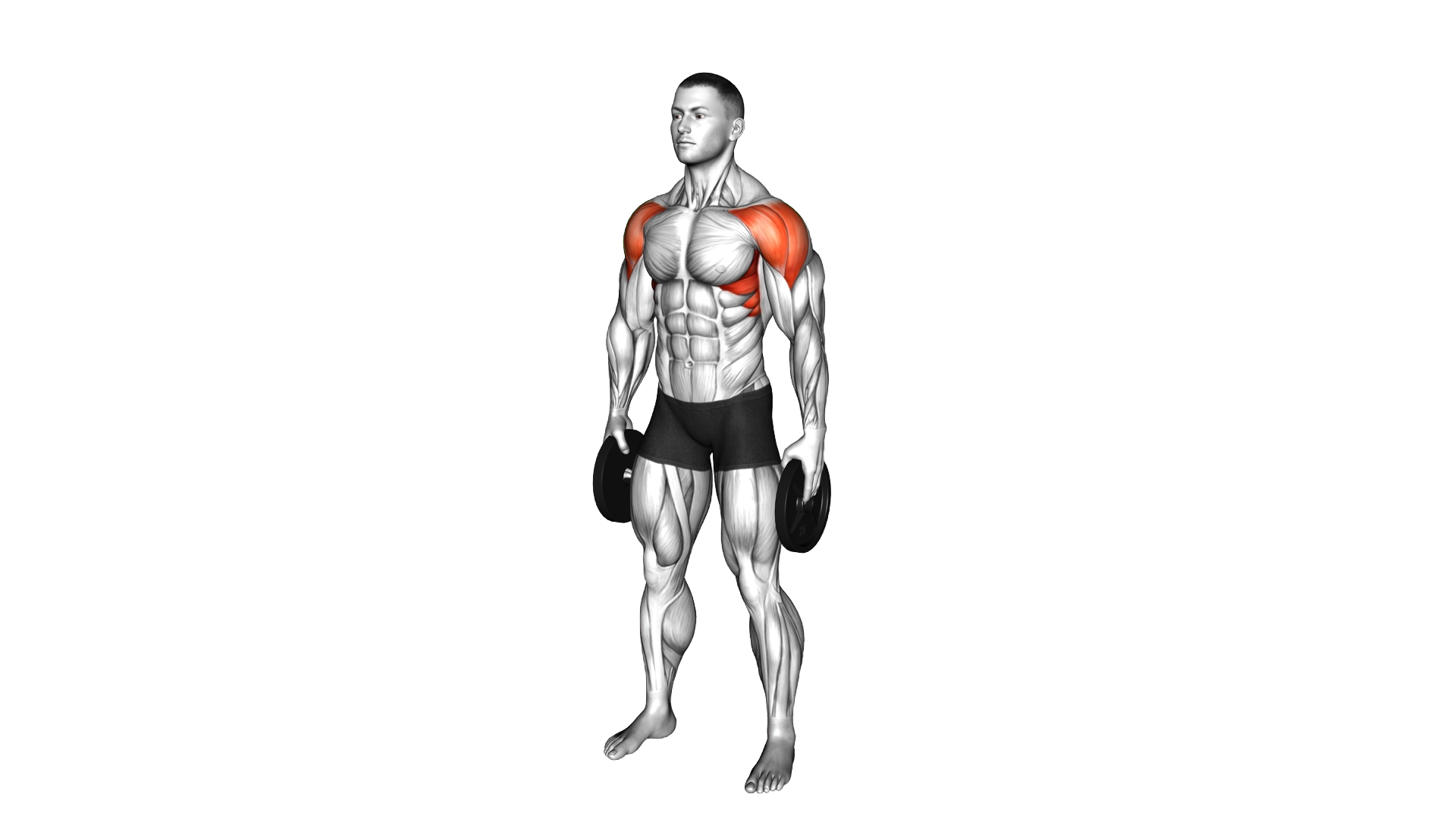 Weighted Plate Standing Lateral Raise exercise demonstration