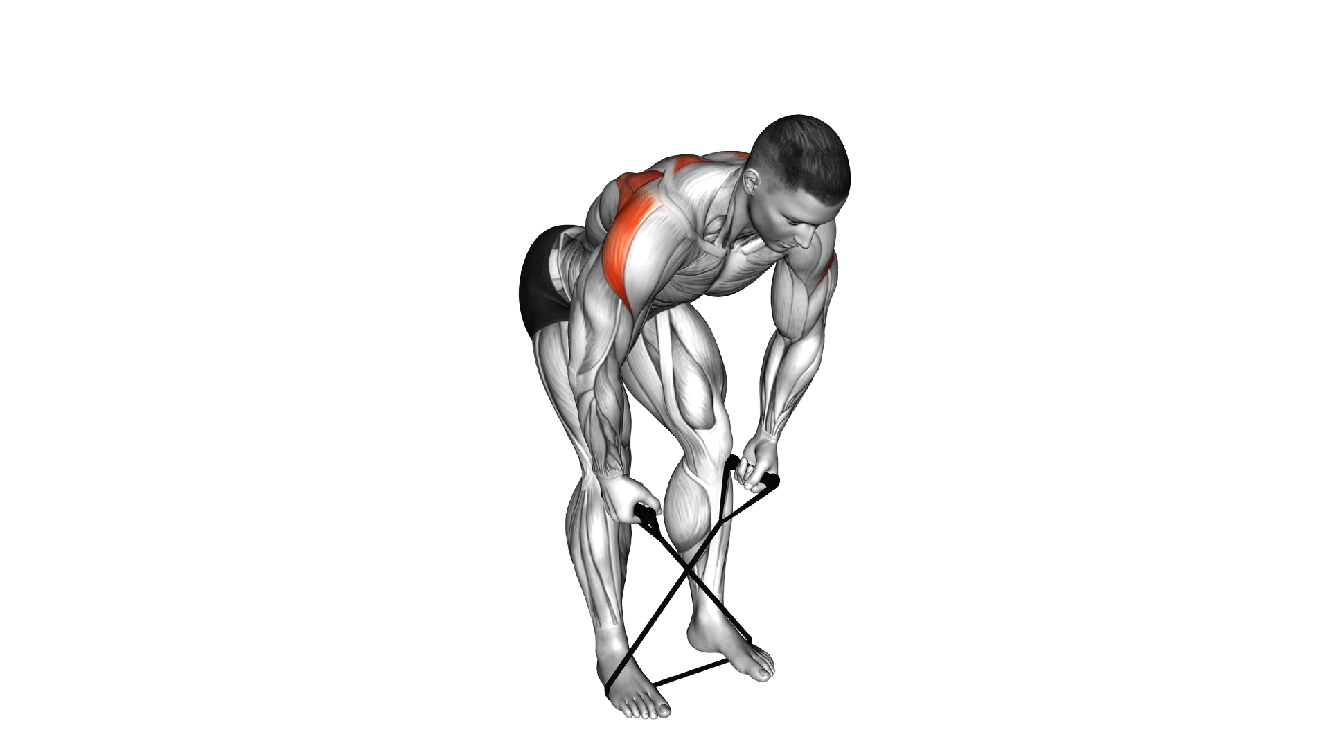 Band Bent over Rear Lateral Raise exercise demonstration