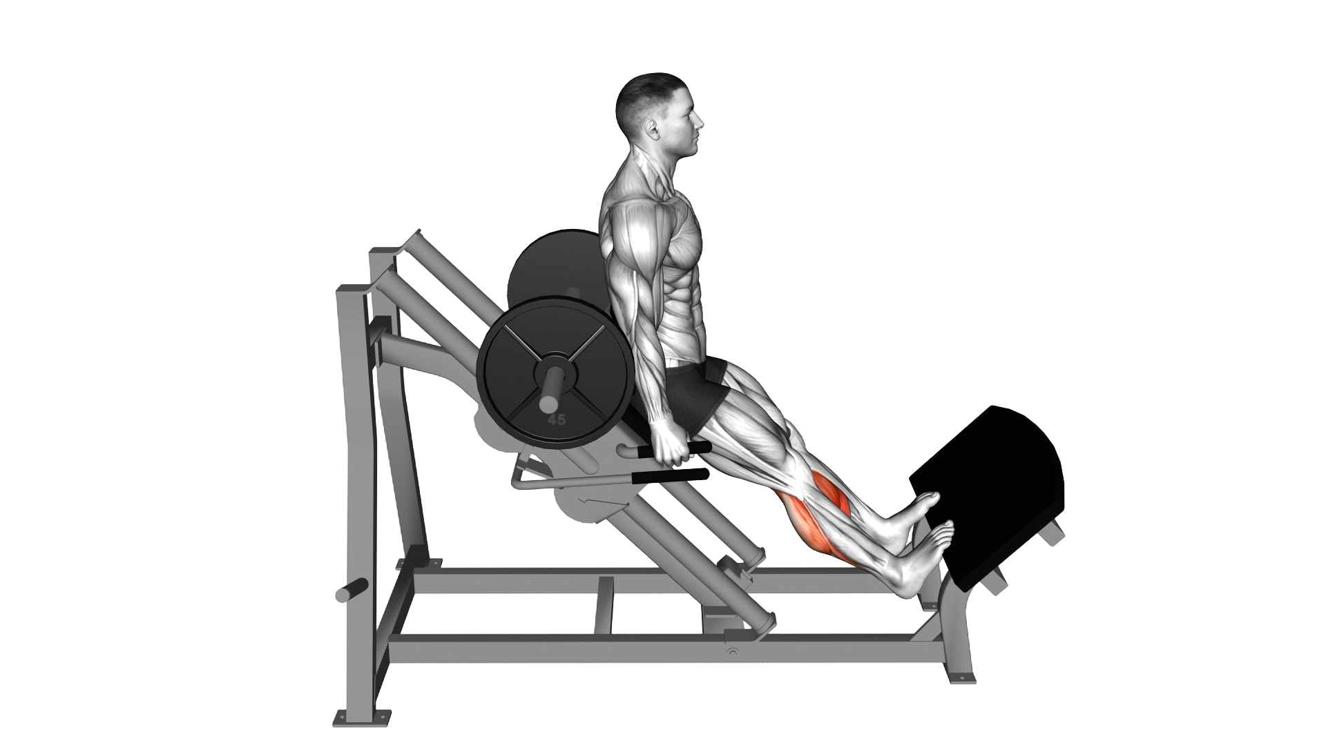 Sled Backward Angled Calf Raise exercise demonstration
