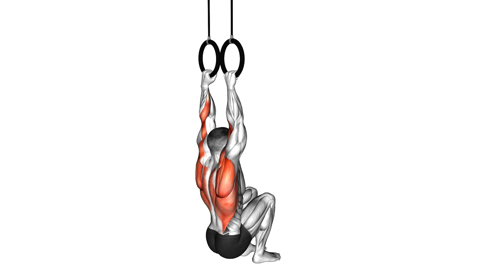 Ring Self Assisted Pull Up exercise demonstration