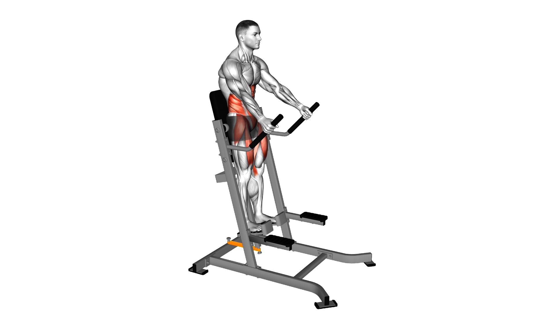 Lever Banded Abdominal Leg Raise exercise demonstration