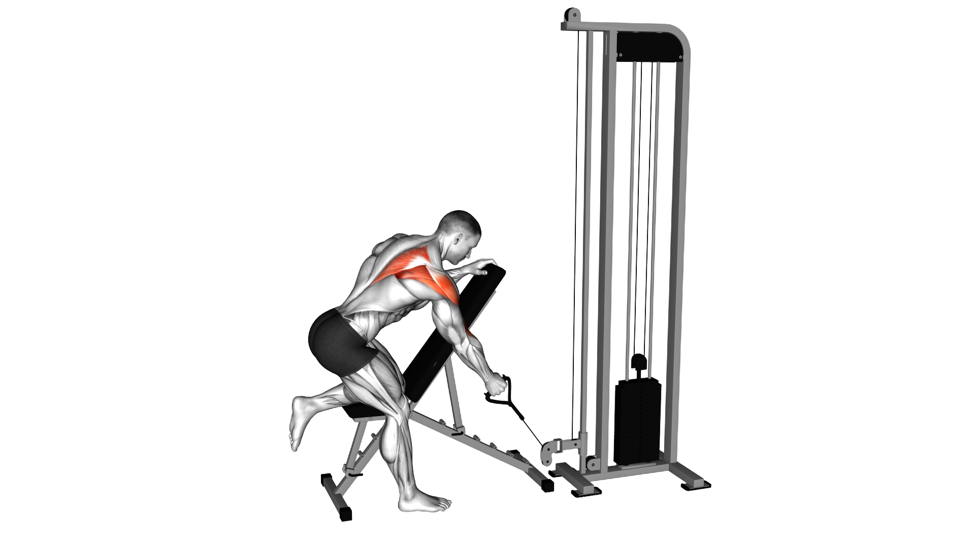 Cable Single Arm Low Scapular Row exercise demonstration