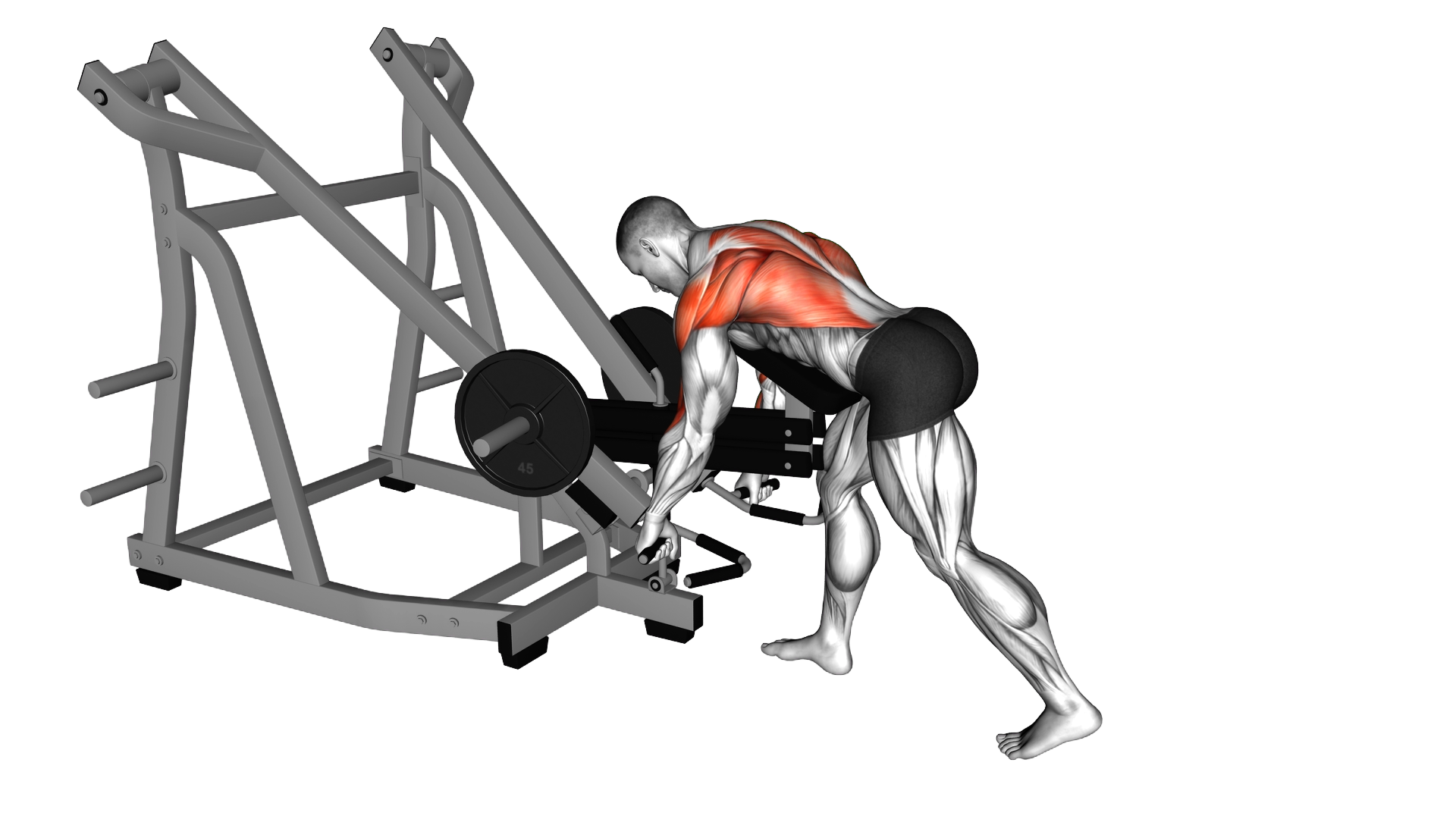 Lever Bent Over Row (with chest support) exercise demonstration