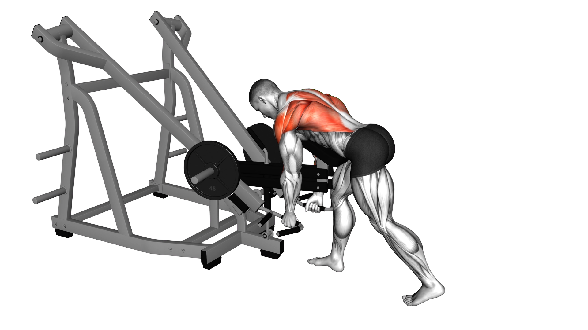 Lever Bent Over Neutral Grip Row (with chest support) exercise demonstration