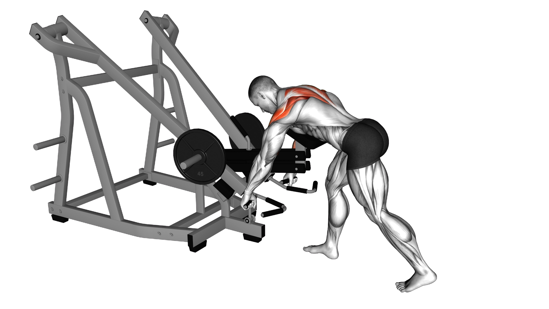 Lever Bent Over Wide Grip Row (with chest support) exercise demonstration