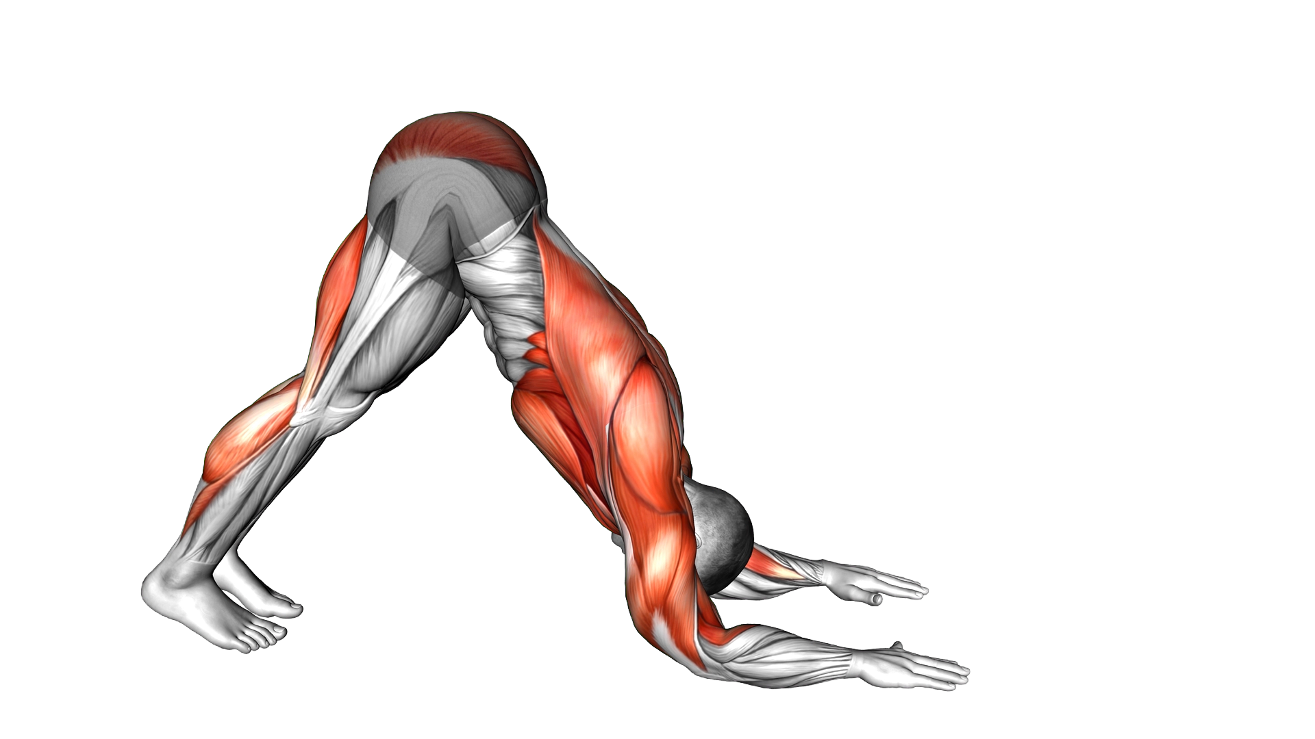Dolphin Pose exercise demonstration