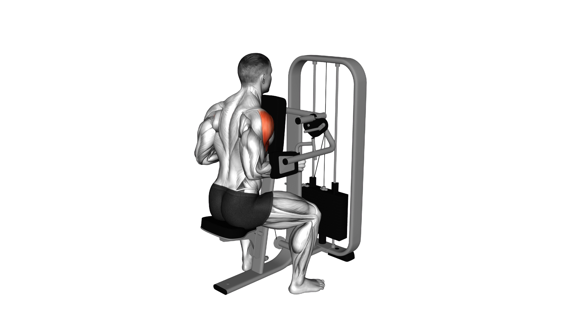 Lever Lateral Raise with Chest Support exercise demonstration