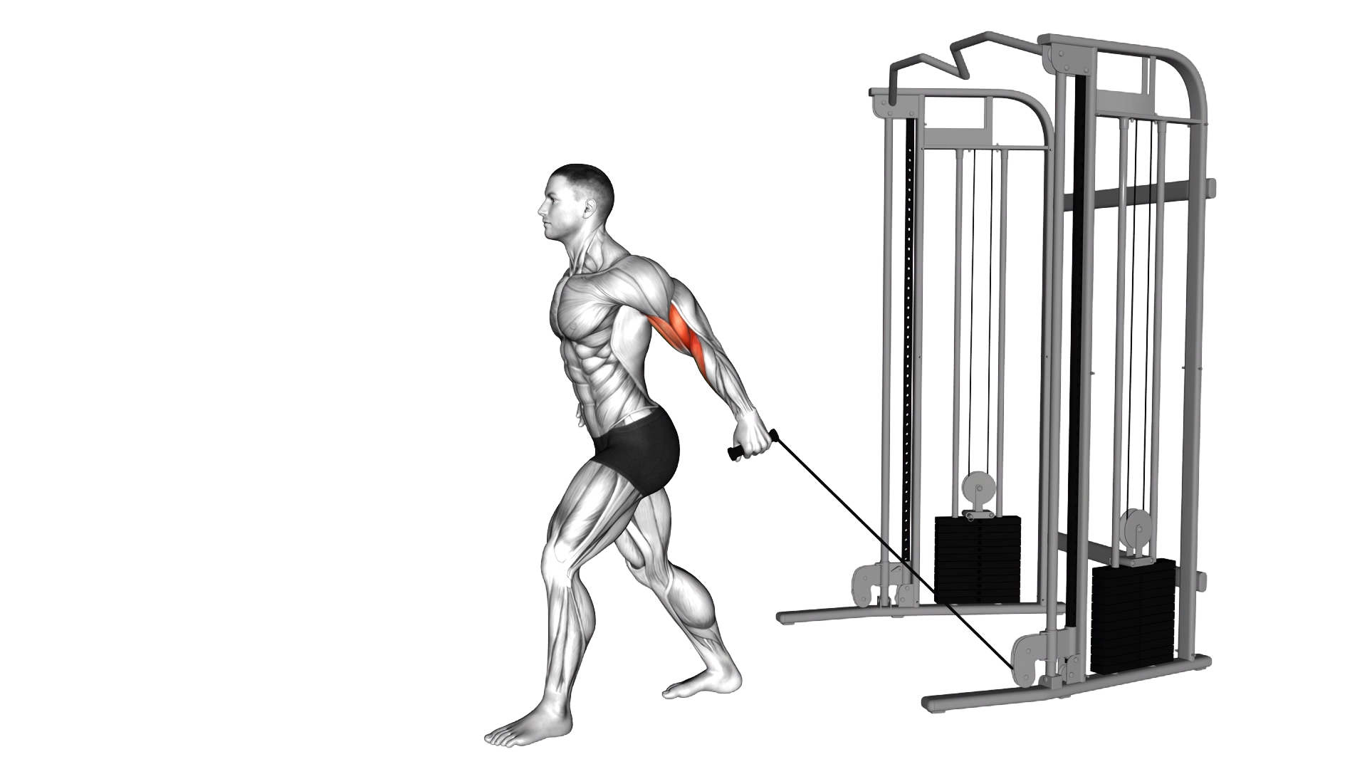 Cable One Arm Neutral Grip Biceps Curl exercise demonstration